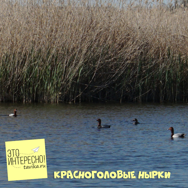 красноголовый нырок на озере Кызыл Яр, Крым