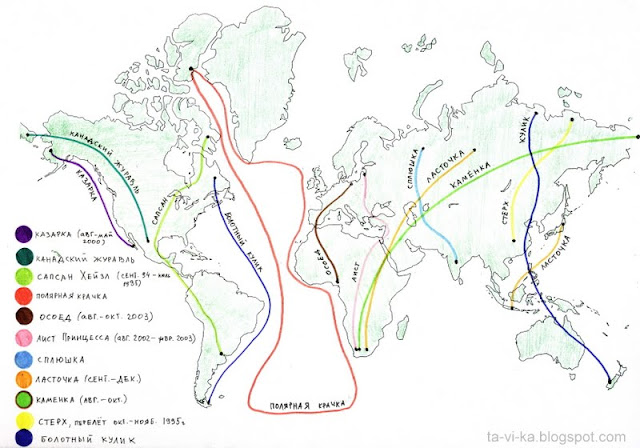 карта миграции птиц