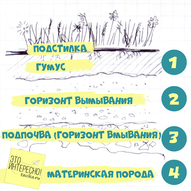 схема почвенных горизонтов для детей