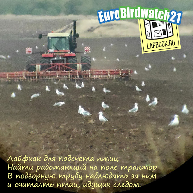 как участовать в Евразийском учете птиц Eurobirdwatch 2021