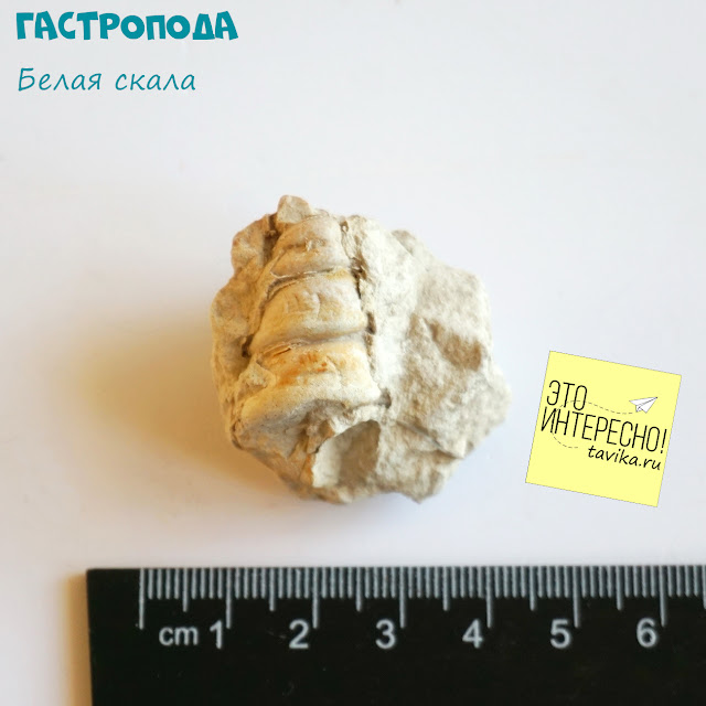 гастроподы в коллекции окаменелостей, Крым