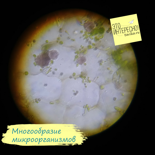 микроорганизмы в микроскоп