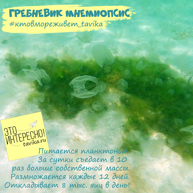 гребневик мнемиопсис в Черном море