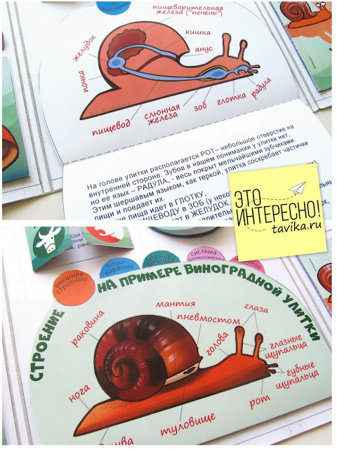 Лэпбук "Улитки" - наглядное пособие для детей по биологии своими руками