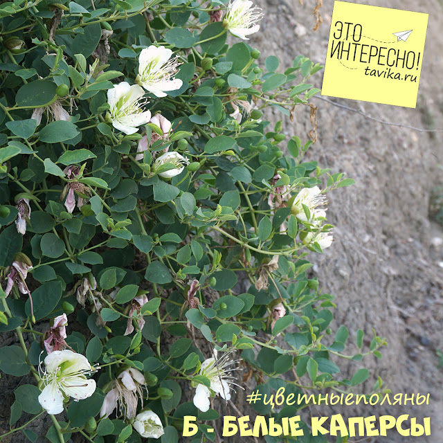Цветы каперса, Крым
