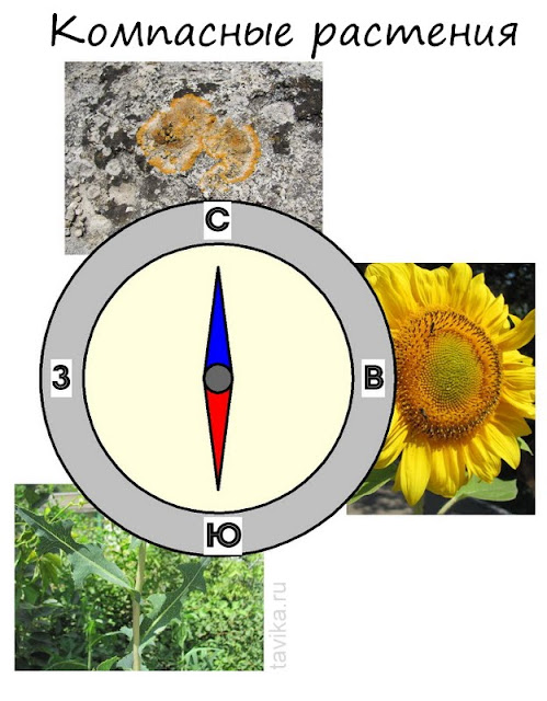 Как определить стороны света: растения-компасы