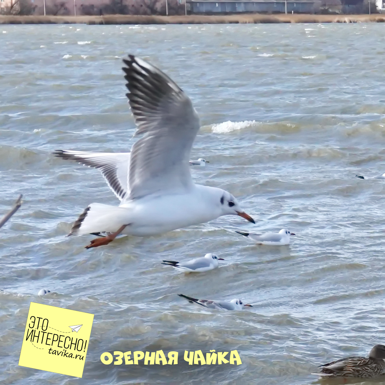 озерная чайка, Крым, Сассык-Сиваш