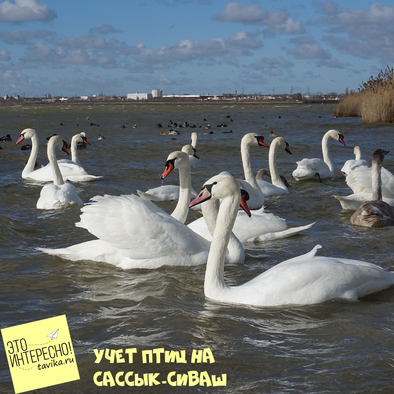 учет птиц на озере Сассык-Сиваш, Крым