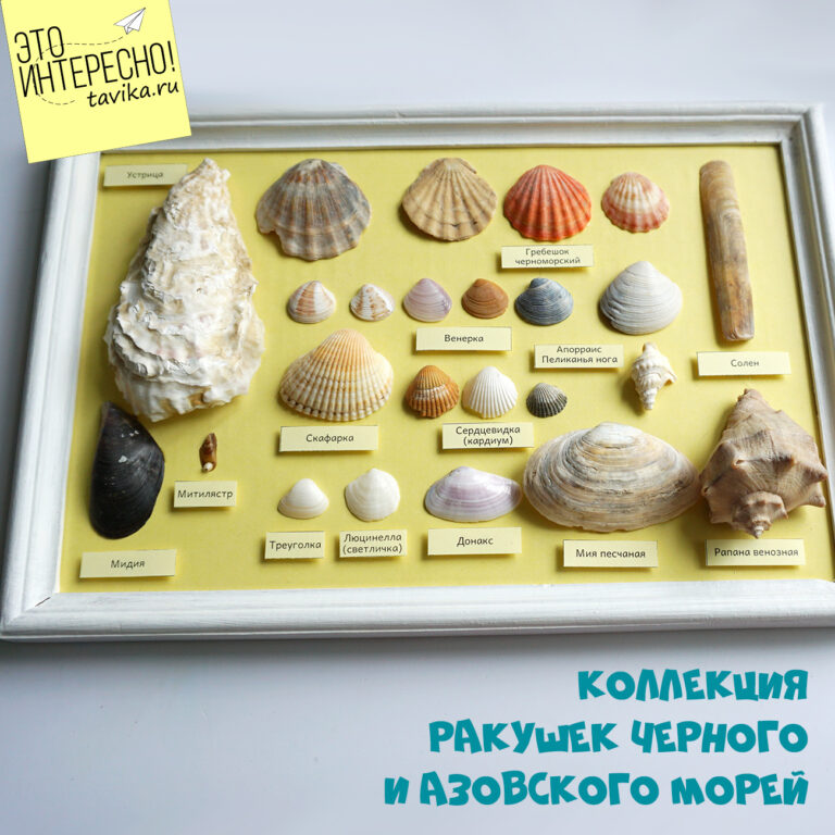 Ракушки Черного  и Азовского моря – презентация для детей