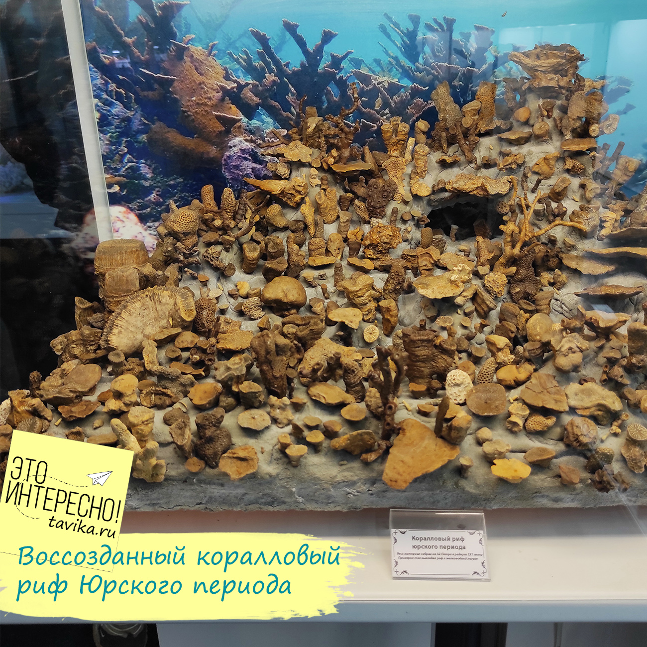 окаменевший коралловый риф в палеонтологическом музее