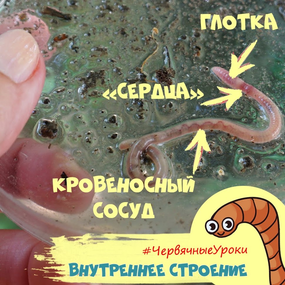 внутренние органы дождевого червя