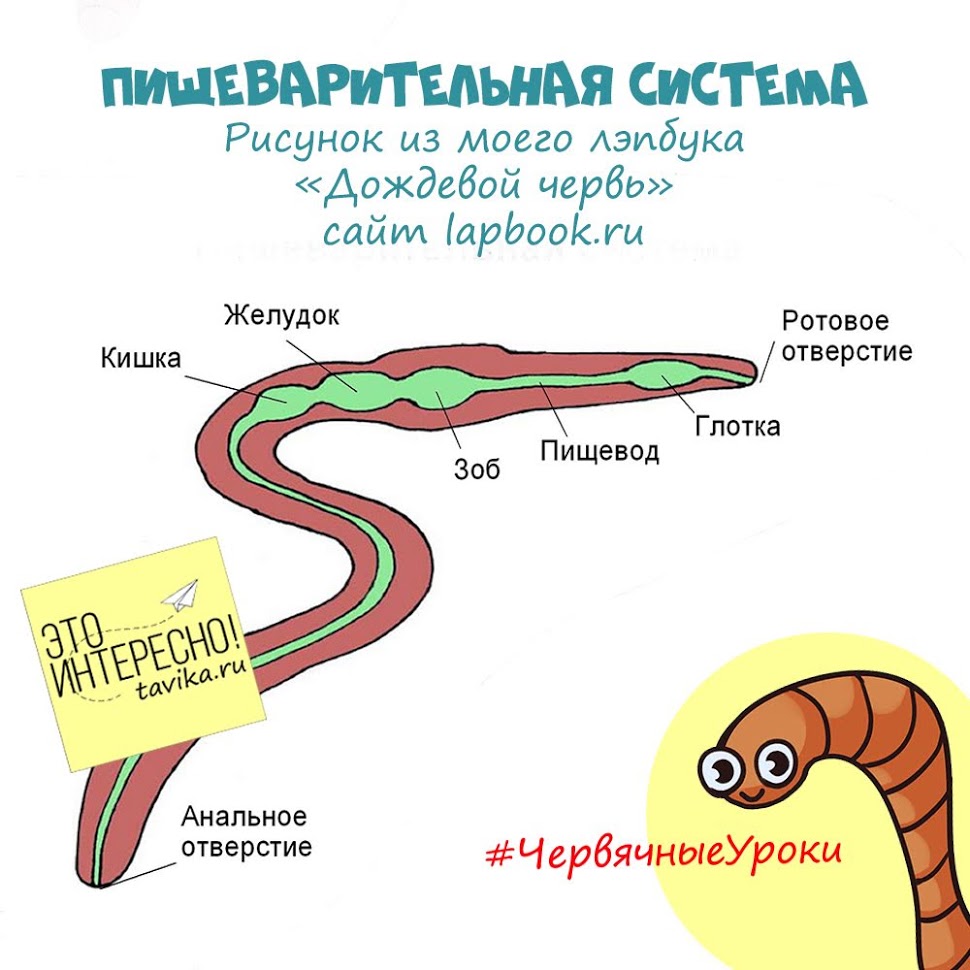 пищеварительная система дождевого червя