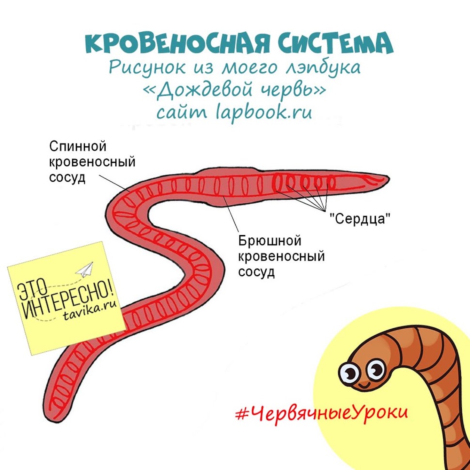 кровеносная система дождевого червя