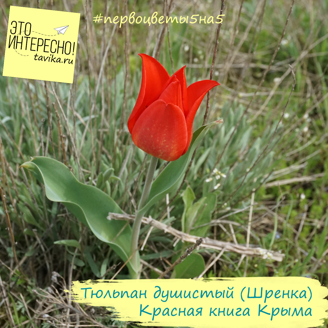Тюльпан душистый (тюльпан Шренка) в Красной книге Крыма