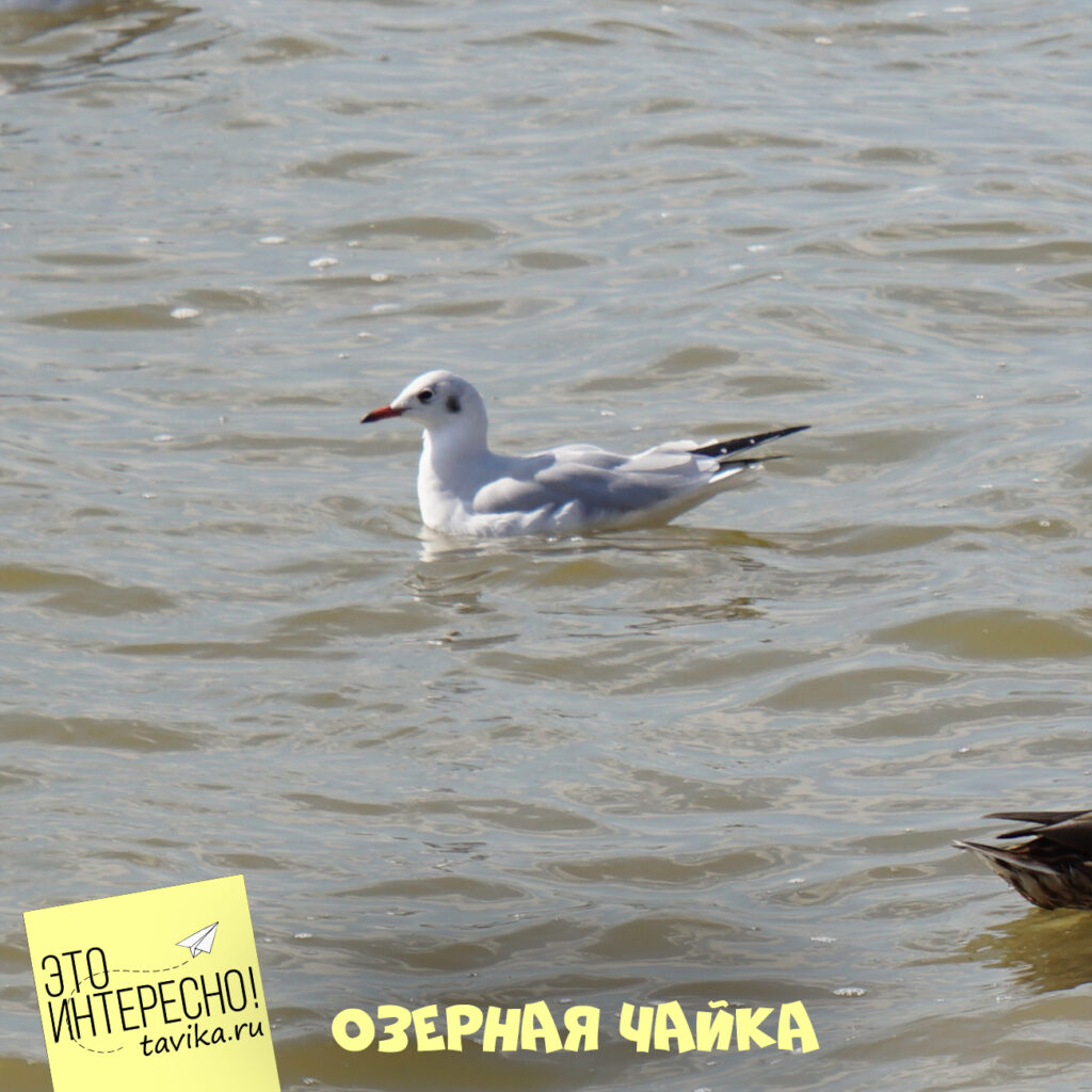 Озерная чайка на Сасык-Сиваш