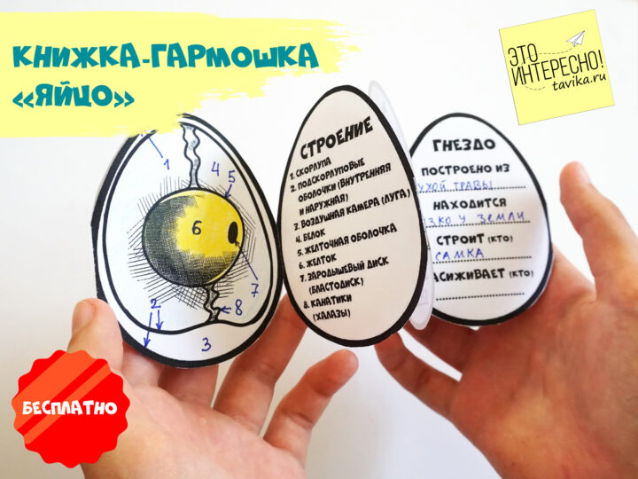 Пособие по биологии о яйце для распечатки