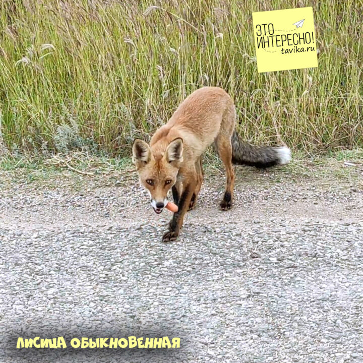 Лисица в "Атлас млекопитающих России"