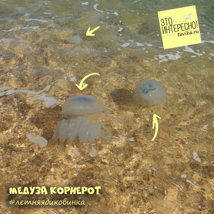 нашествие  медуз корнеротов в Керчи
