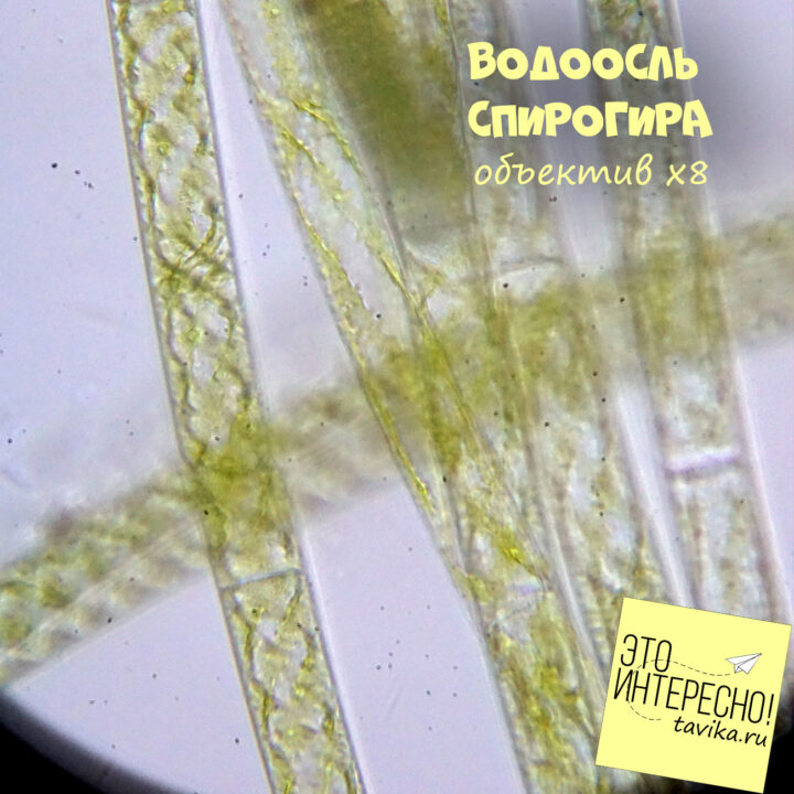Нитчатая водоросль спирогира под микроскопом