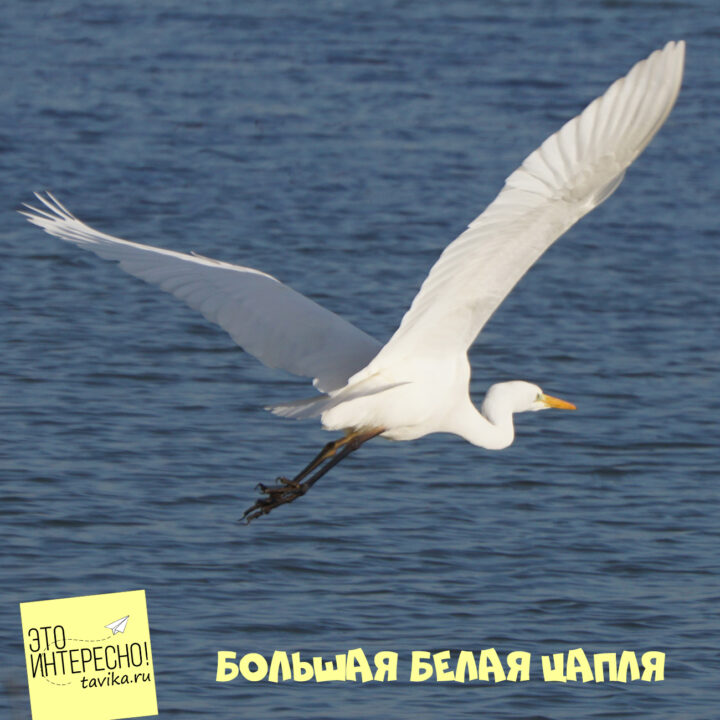 Зимующие птицы Крыма - большая белая цапля