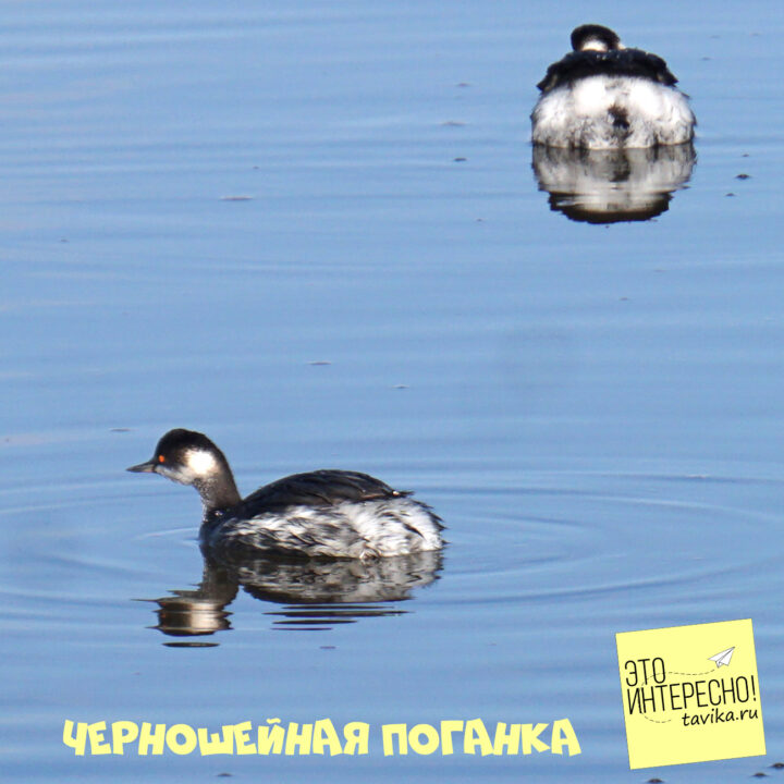 Зимующие птицы Крыма - черношейная поганка