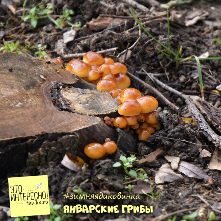 грибы зимой в Крыму