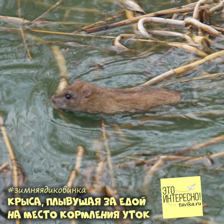 Крыса плавает в Сакском озере
