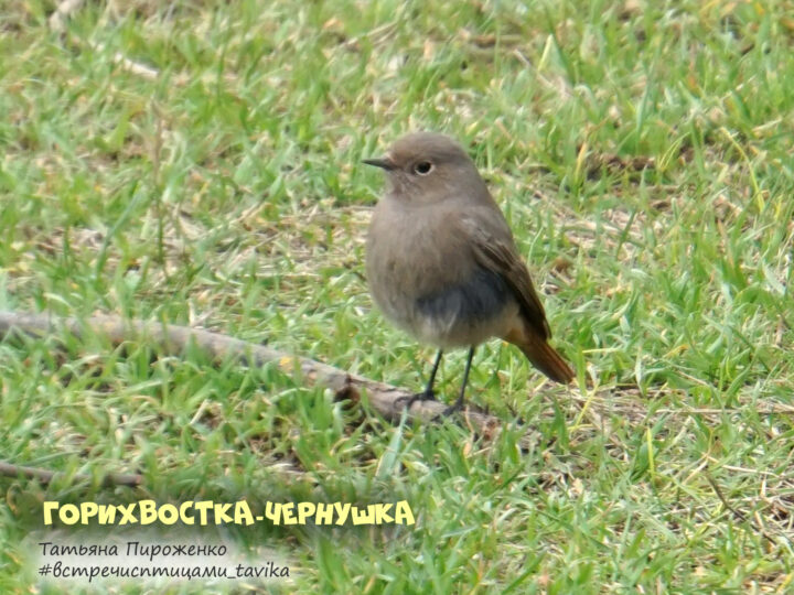 горихвостка-чернушка, зима, Крым