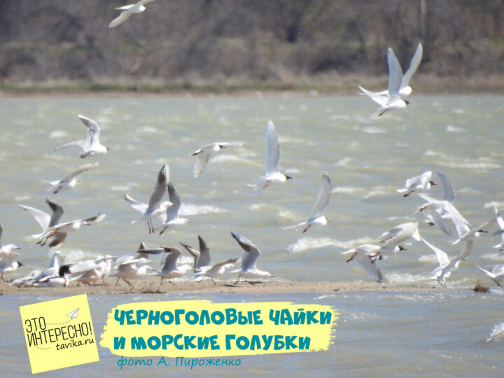 Черноголовые чайки и морские голубки, Тарханкут, Крым