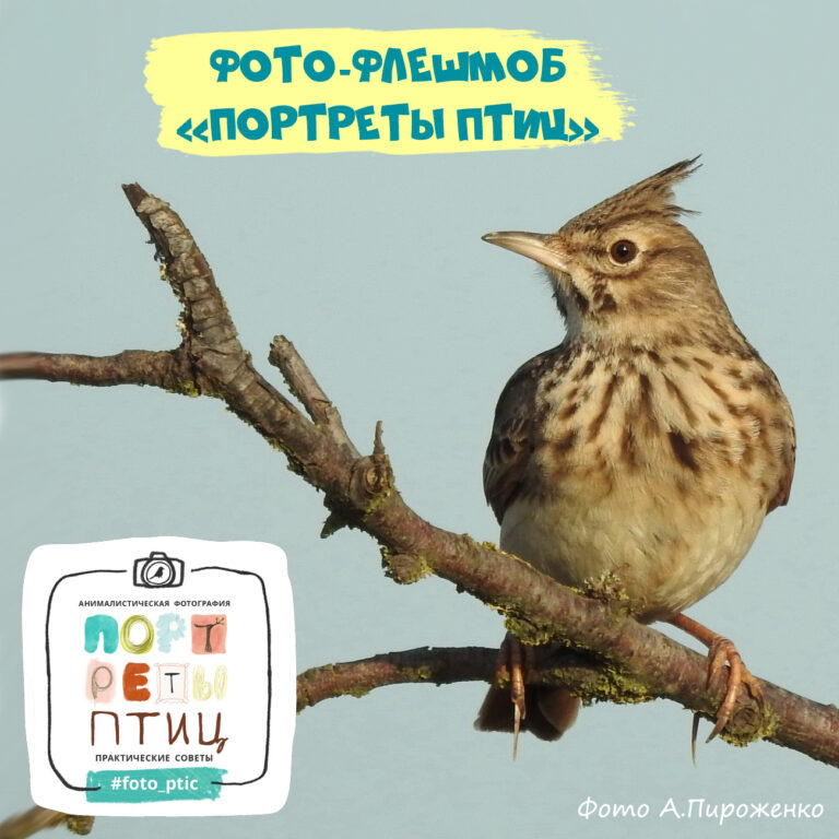 Международный день птиц: тест и флешмоб “Портреты птиц” в его честь!