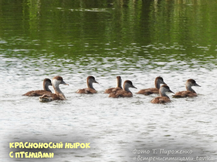 птенцы красноносого нырка,  8 июня 2024, Саки, Крым