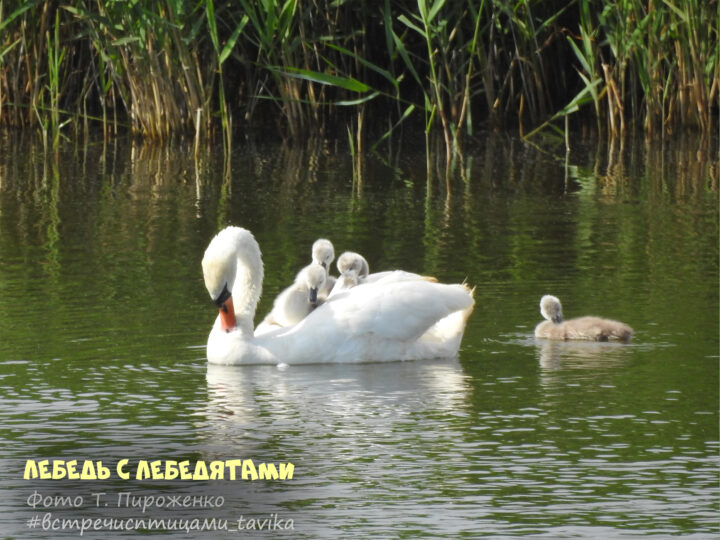 птенцы лебедя,  8 июня 2024, Саки, Крым