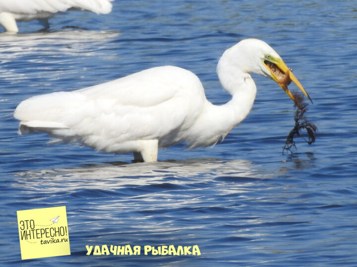 большая белая цапля, озеро Сасык-Сиваш, Крым