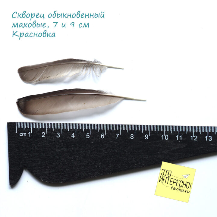 перо скворца в коллекции Пироженко перо скворца в коллекции Пироженко