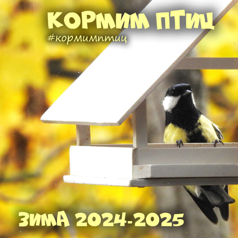 Марафон #кормимптиц. Зима 2024-2025