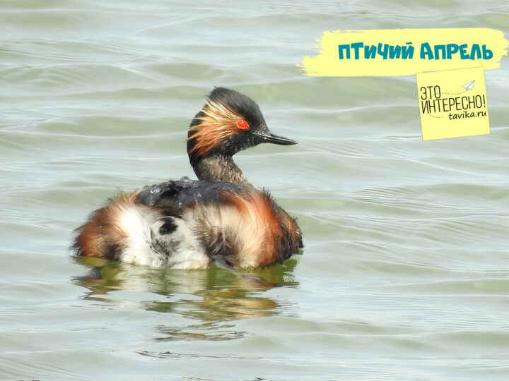 Птицы апреля