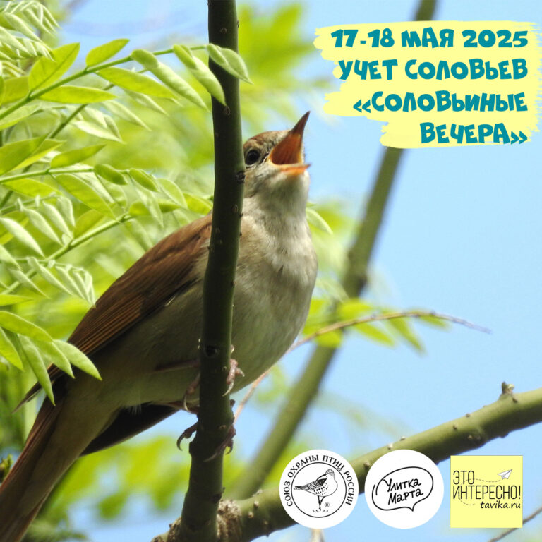 Соловьиные вечера 2025