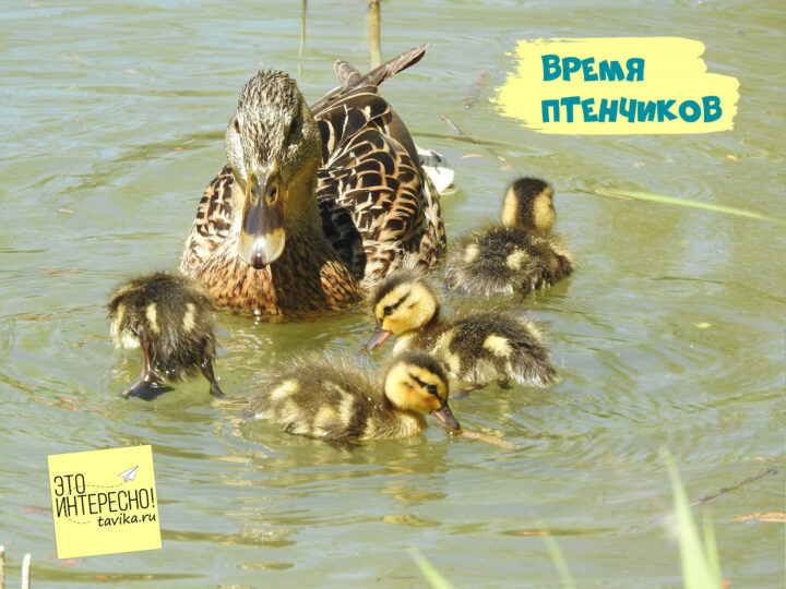птенцы начало мая