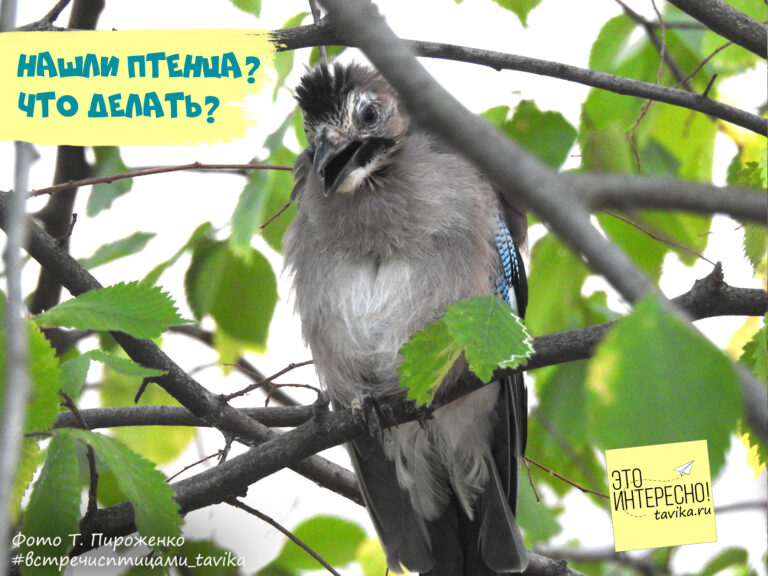 Нашли птенца? Что делать?