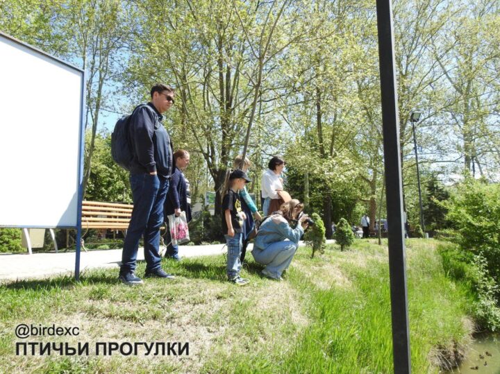 экскурсия - наблюдение птиц в парках города
