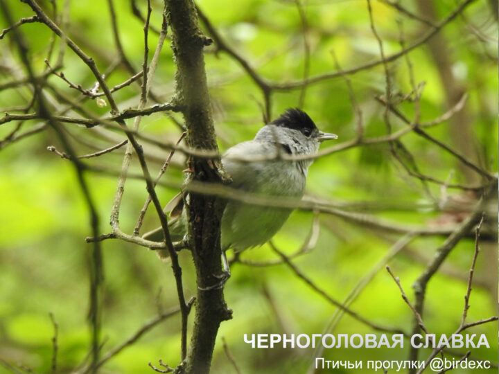 птичьи прогулки