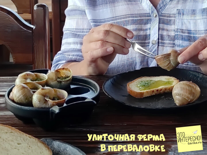 Улиточная ферма в Переваловке, Крым