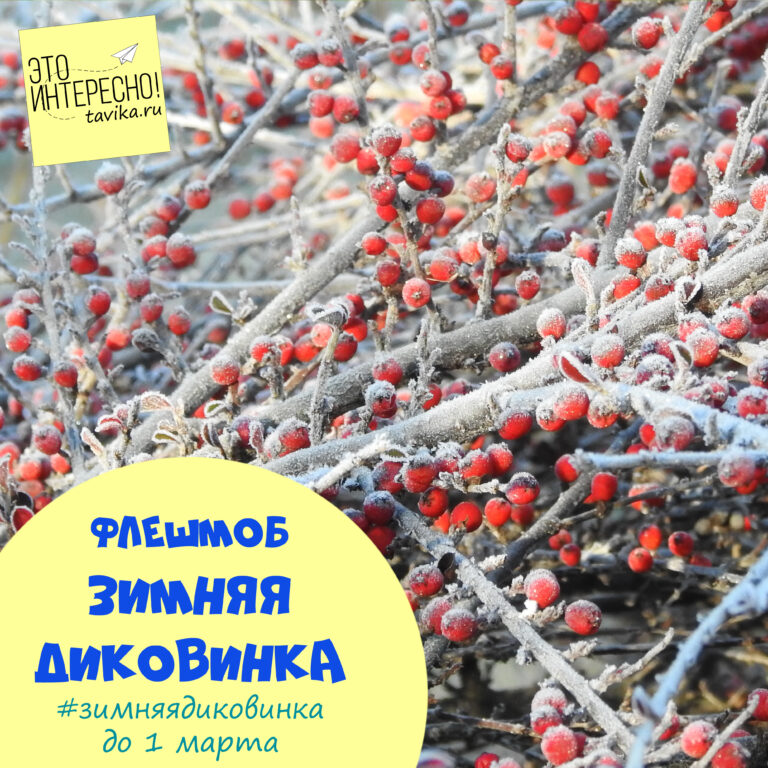 Окончен флешмоб #зимняядиковинка 2025