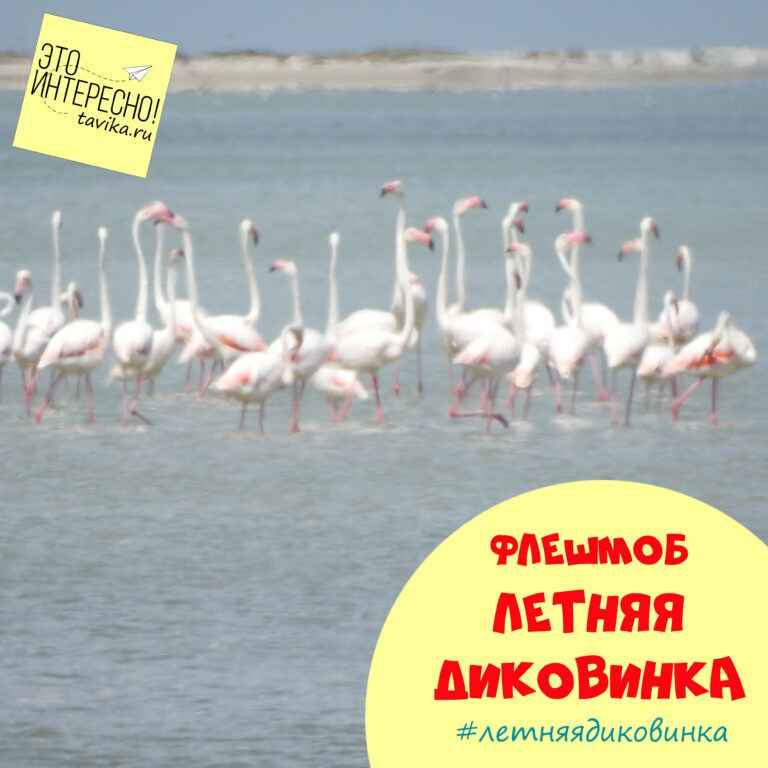 Конец флешмоба #летняядиковинка и начало #осенняядиковинка