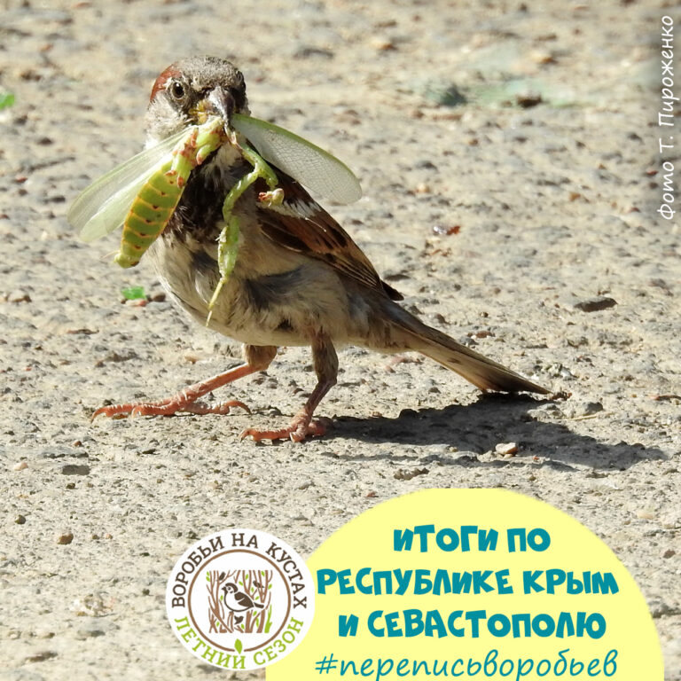 Итоги переписи воробьев – летний сезон 2025