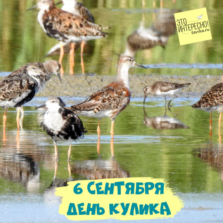 День кулика