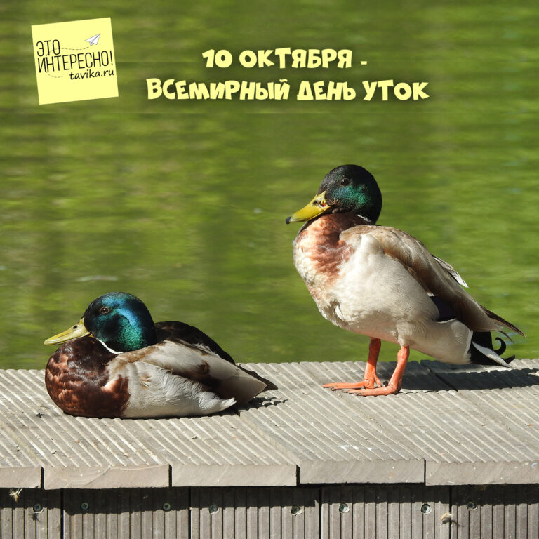 День утки — 10 октября