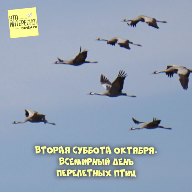 День перелетных птиц